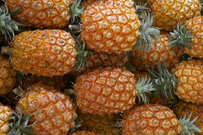 Cultura do ananás é “uma oportunidade” que deve ser aproveitada em “várias vertentes”