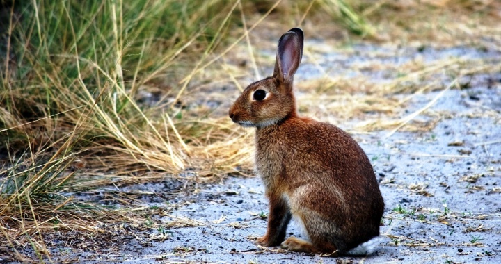 Plano para a recuperação das populações de coelho bravo debatido com associações de caçadores