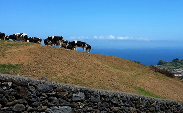 Governo dos Açores reforça medidas e antecipa pagamento de ajudas que vão abranger mais agricultores