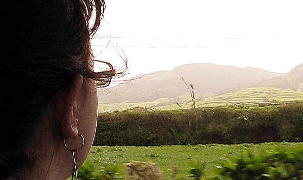 Censo anual de Milhafres decorre nos Açores a 5 e 6 de abril