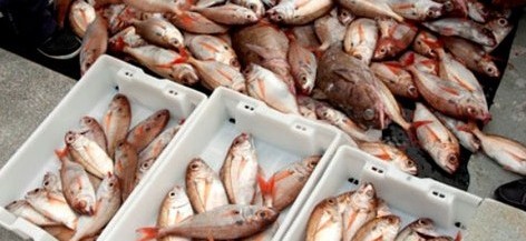 Criado quadro legislativo próprio para primeira venda de pescado nos Açores