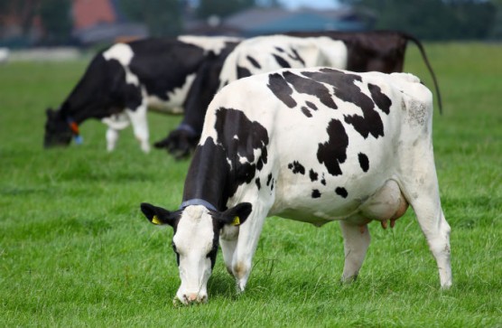 Governo dos Açores reforça apoios aos setores de leite e da carne no âmbito do POSEI