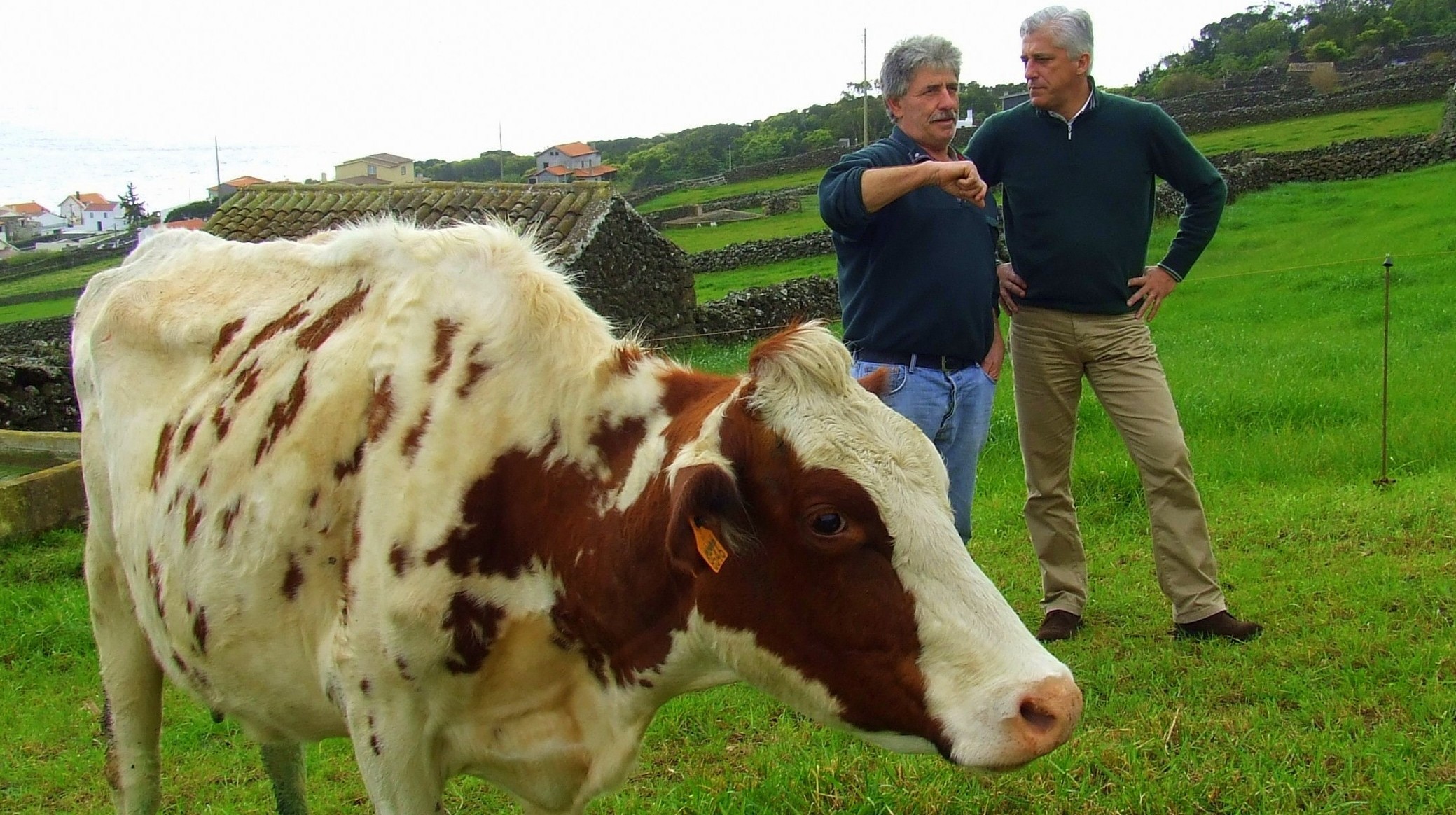 Duarte Freitas defende uma verdadeira Política Agrícola Regional para salvar os produtores de leite