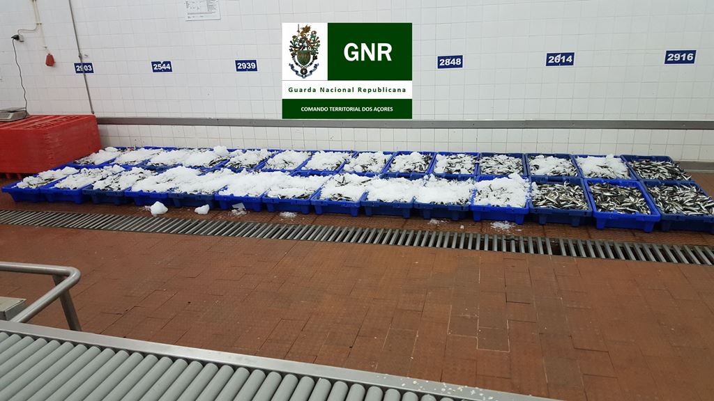 GNR apreende 789 quilos de pescado, na Terceira