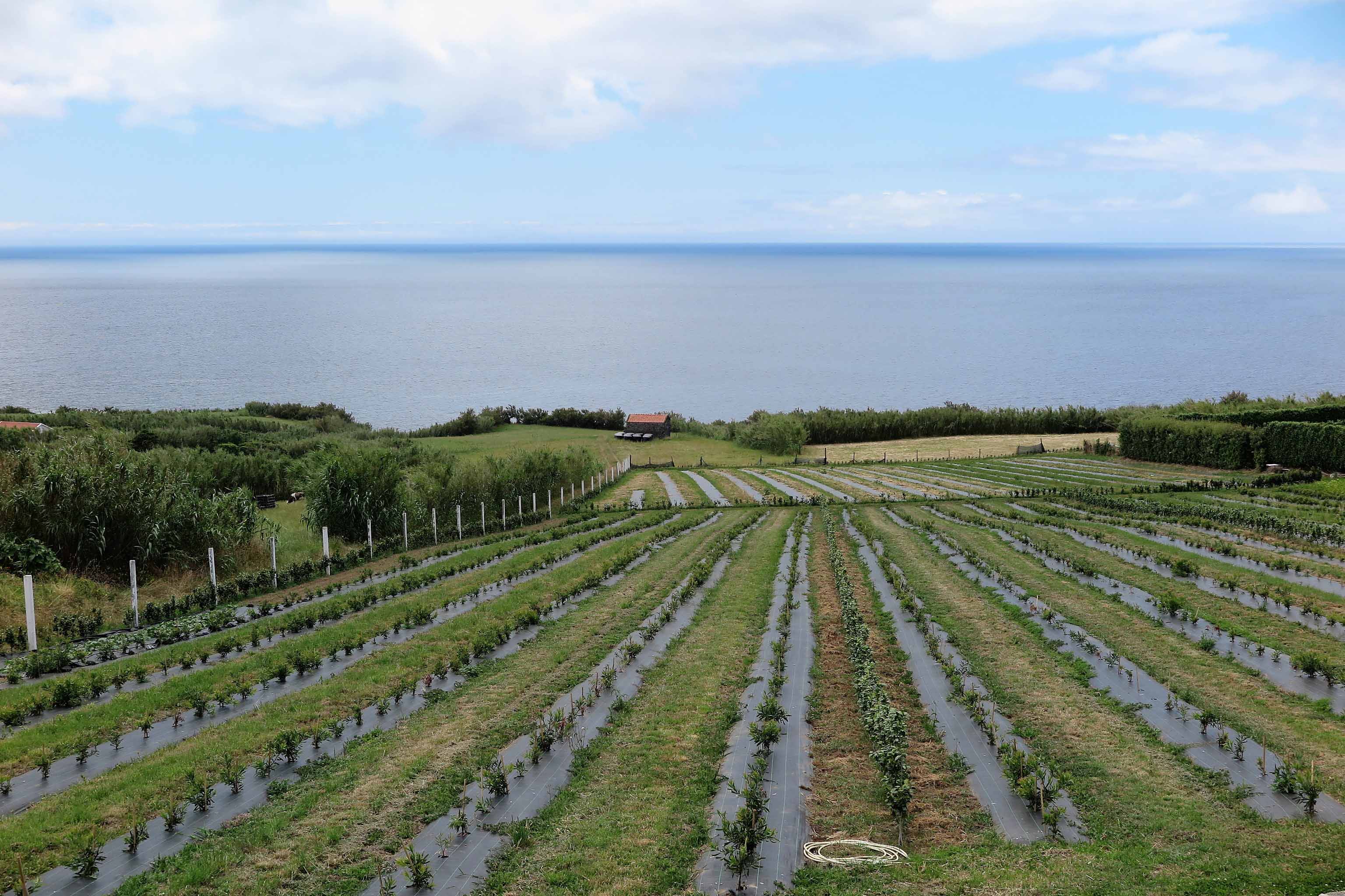 Governo dos Açores mantém inalteradas as rendas de prédios rústicos no ano agrícola 2017/2018