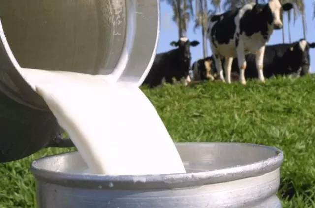 Preço do leite pago ao produtor não irá baixar, diz António Ventura (c/áudio)