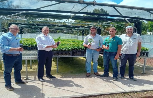 Governo dos Açores aposta em projeto de experimentação de novas variedades de café