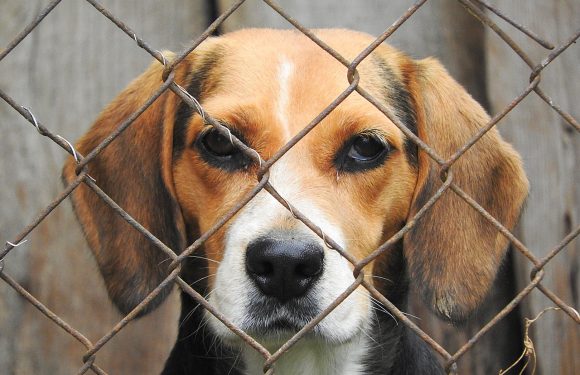 “Cãominhada” conecta população a animais do Centro de Recolha Oficial Intermunicipal de São Jorge