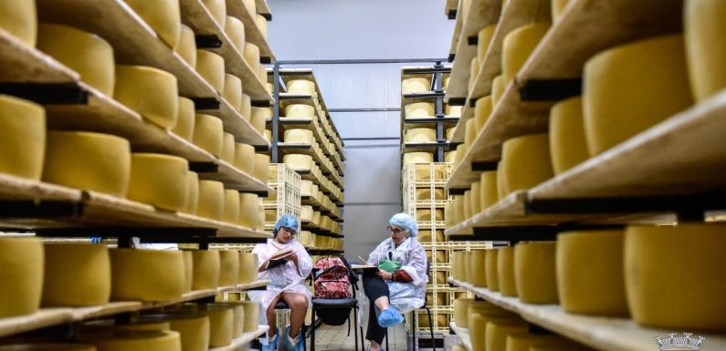 Urban Sketchers promove atividade “Processo de produção do Queijo São Jorge DOP”