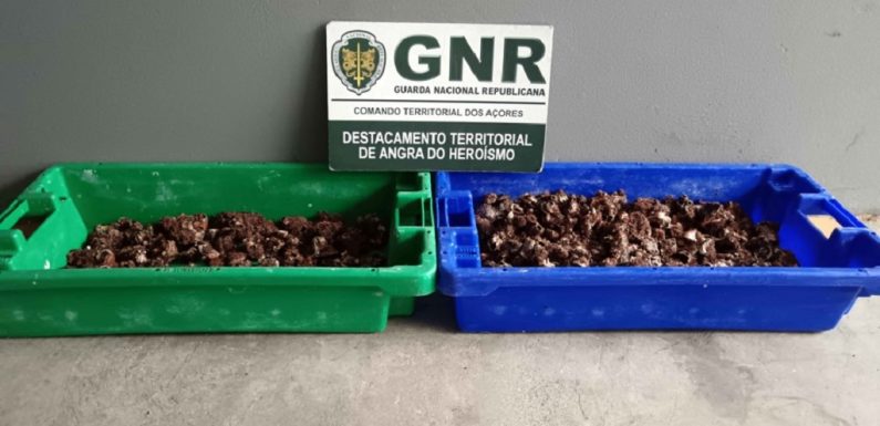 Apreensão de mais de 400 cracas na ilha Terceira