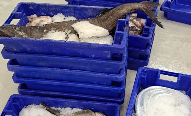 Apreensão de 580 quilos de pescado na ilha do Pico