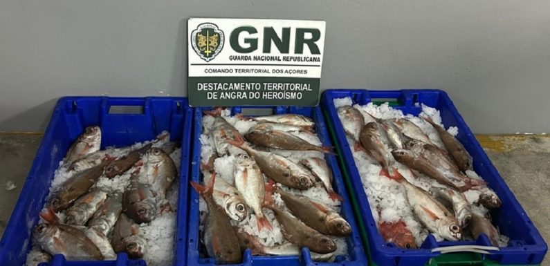 Apreensão de 43,90 quilos de pescado na ilha Terceira