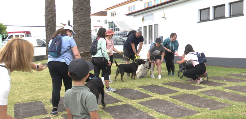 “Cãominhada” conecta população a animais do Centro de Recolha Oficial Intermunicipal de São Jorge (c/áudio)
