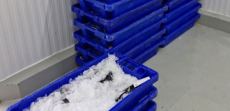 Apreensão de 240 quilos de pescado na ilha do Pico