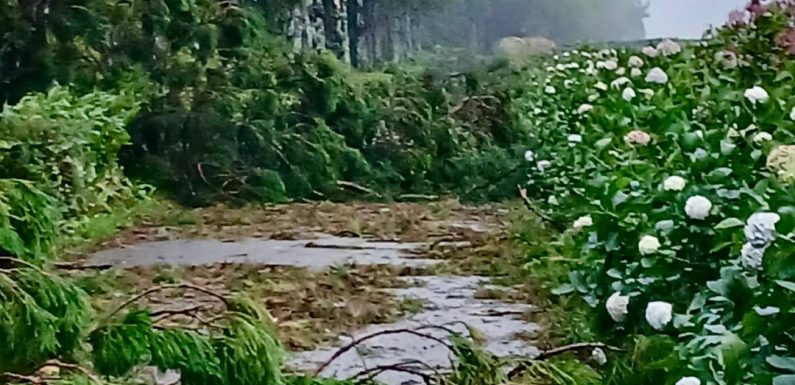 Federação Agrícola dos Açores defende urgência na criação de um sistema de seguros agrícolas