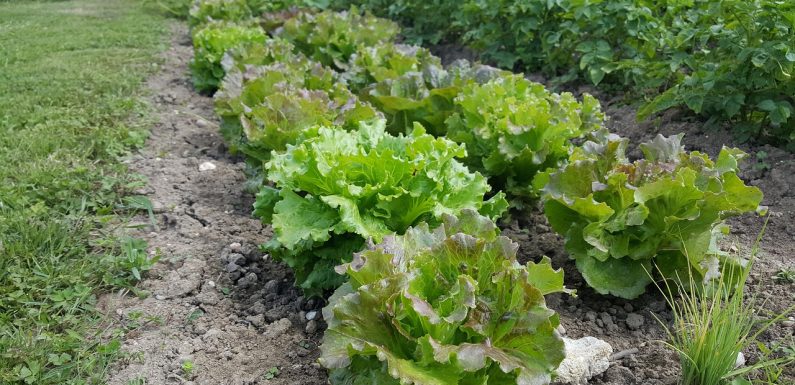 Ventura enaltece qualidade dos agroalimentos produzidos nos Açores