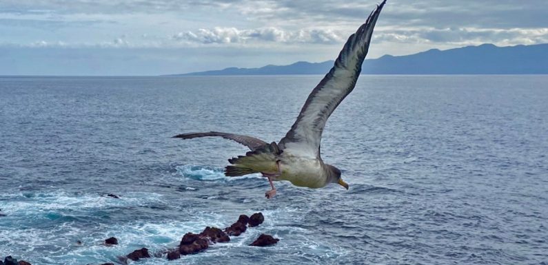 Assembleia Legislativa associa-se à 31.ª Campanha SOS Cagarro