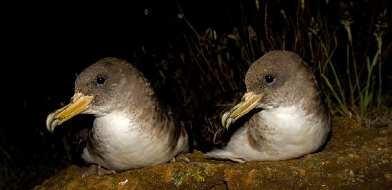 Madalena adere ao SOS Cagarro e cria brigada de resgate